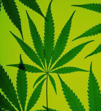 ¿Qué sabemos de marihuana?